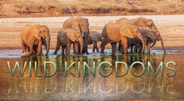 Wild Kingdoms