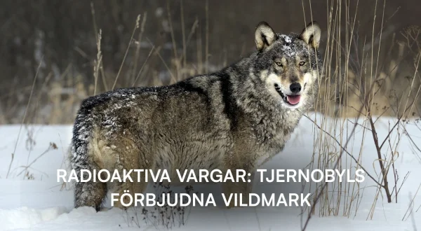 Radioaktive ulver: Tsjernobyls forbudte villmark