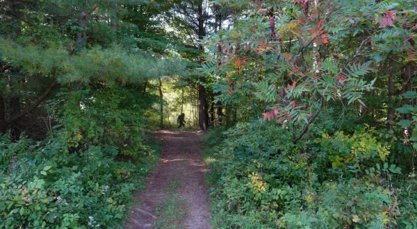 Bigfoot : mythe ou réalité ?