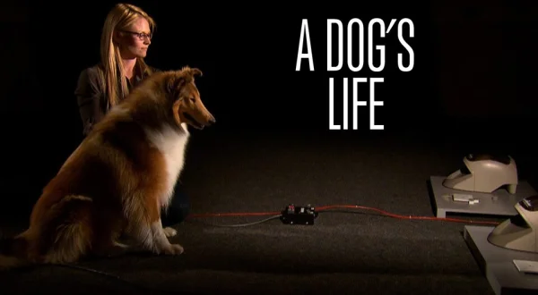 A Dog's Life