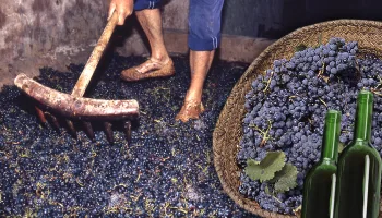 Vino artesanal a partir del pisado de las uvas. Elaboración tradicional de esta bebida fermentada