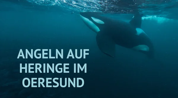 Angeln auf Heringe im Oeresund
