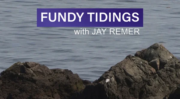 Fundy Tidings
