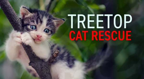 Treetop Cat Rescue