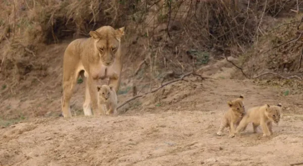 Africa's Hunters