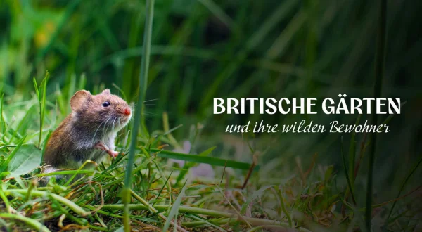 Britische Gärten und ihre wilden Bewohner