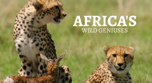 Africa's Wild Geniuses