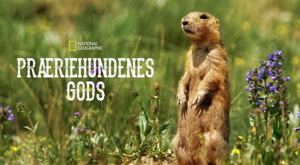 Præriehundenes gods