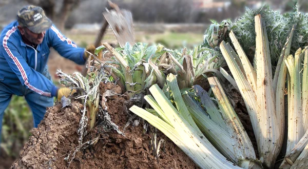 El cardo. Enterramiento de los tallos en el huerto (sin uso de plásticos) para su consumo en Navidad