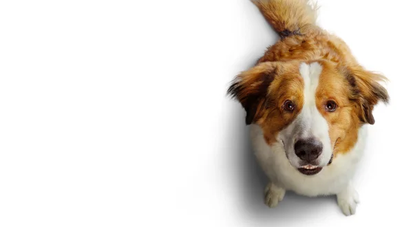 A Dog's Journey