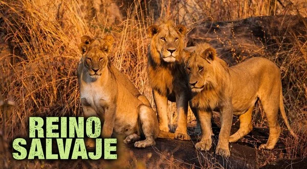 Reino salvaje