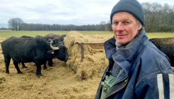 Die Rinder-Rancher