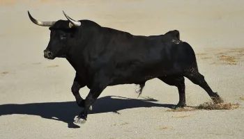 Toros