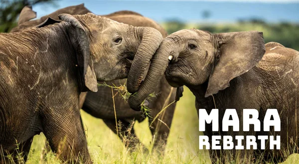 Mara: Rebirth