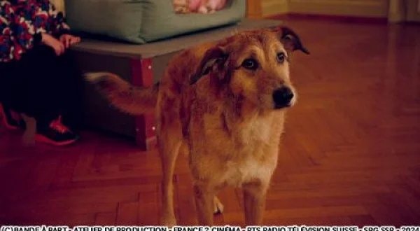 犬の裁判（字幕版）