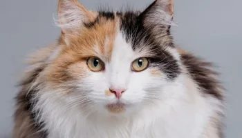 ¿Cómo son los gatos?