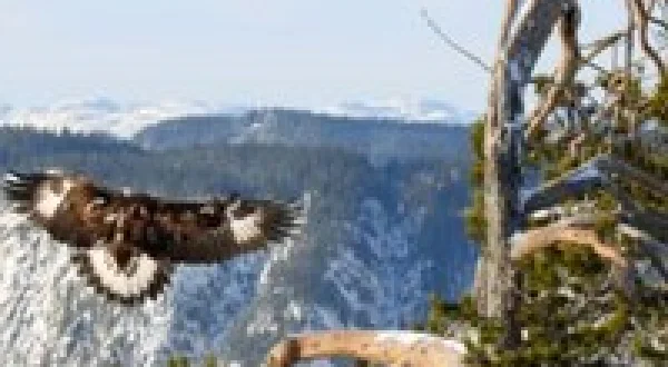 Europe's Wild Places