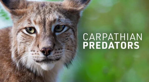 Carpathian Predators