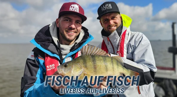 Fisch auf Fisch - Livebiss auf Livebiss