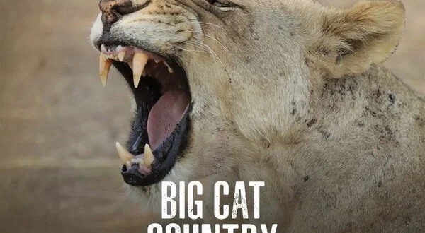 Big Cat Country