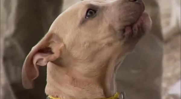 Pit Bulls and Parolees