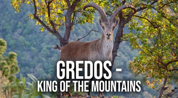 Gredos - King of the Mountains