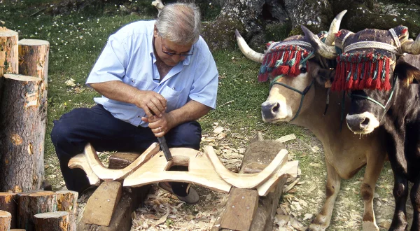 Yugo artesanal con un tronco de madera. Talla manual por un experto yuguero de esta pieza agrícola