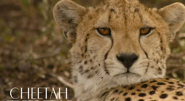 Cheetah Speed Trap