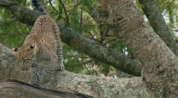 Tierbabys in Afrika