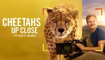 Cheetahs Up Close with Bertie Gregory
