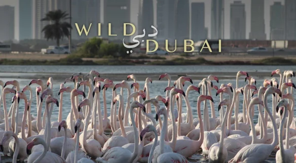 Wild Dubai