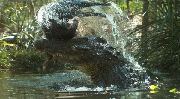 Crocodile - Australia's Greatest Survivor