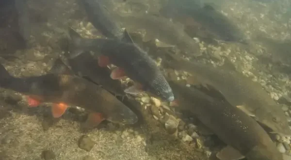 Die Kinderstube der Jungfische