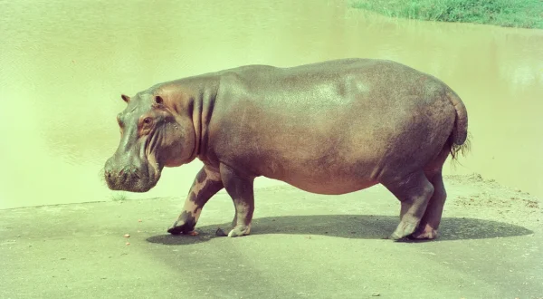 Die Hippos sind los – Pablo Escobars Erbe