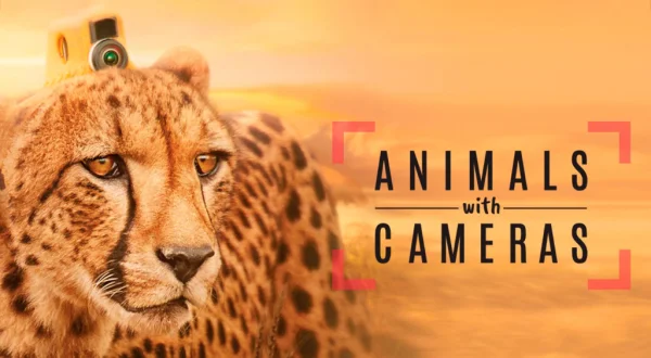 Animales con cámaras