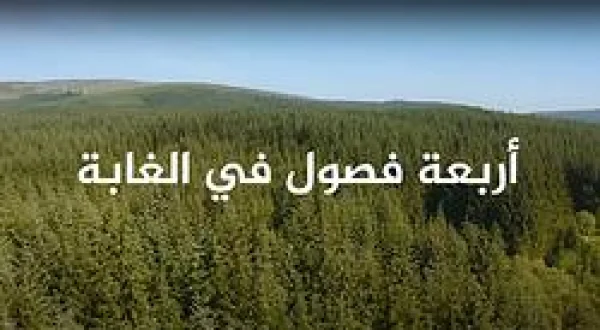 Four Seasons In The Forests