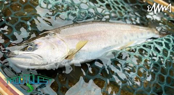 TROUT QUEST 24 新潟県魚野川のヤマメ