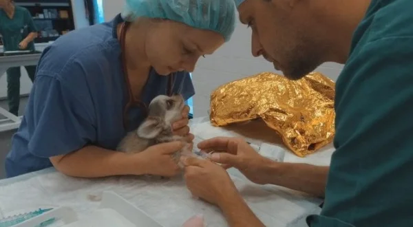 Dierendokters 24/7