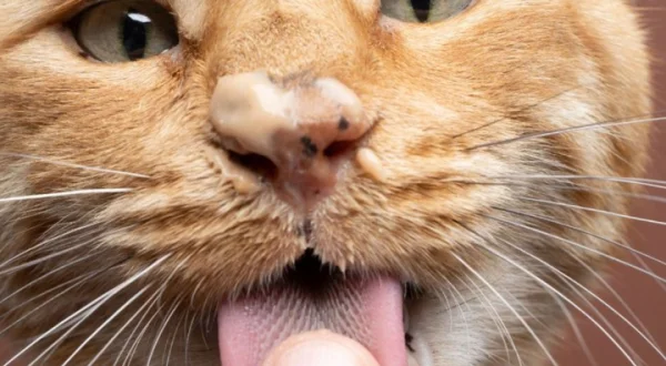 El vínculo entre gatos y dueños