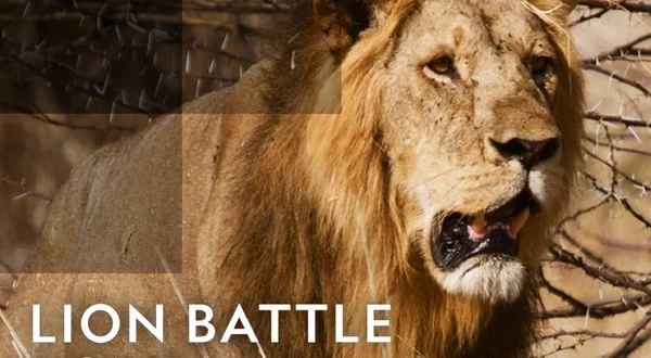 Lion Battle Zone