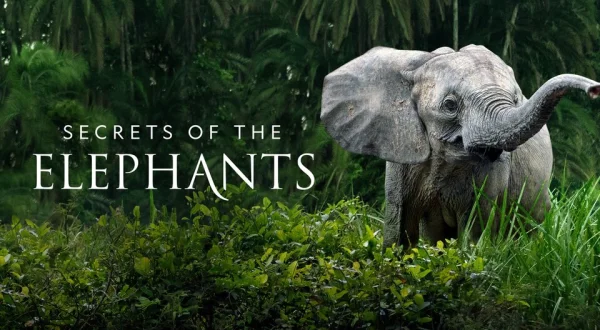 Secrets of the Elephants