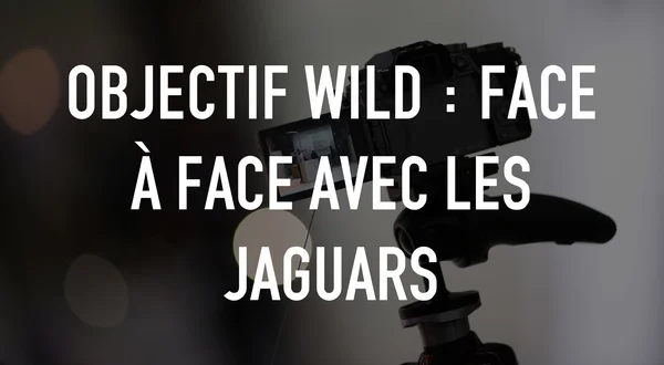 Objectif Wild : Face à face avec les jaguars