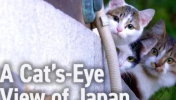 A Cat's-Eye View Of Japan