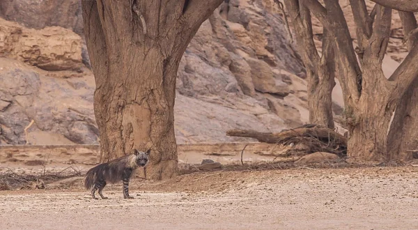 Καφέ Υαινες | Brown Hyenas