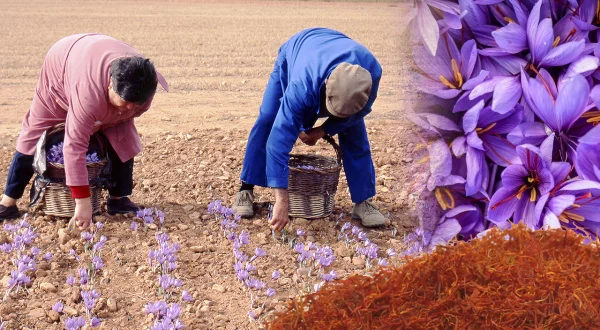 El azafrán. Cultivo, recolección y extracción manual de los estigmas de esta afamada flor