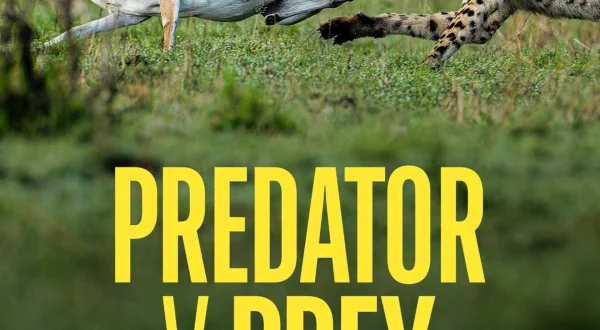 Predator v Prey