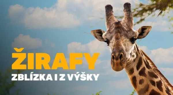 Žirafy zblízka i z výšky