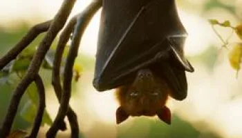 Les outsiders du monde animal