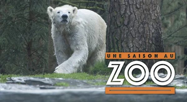 Une saison au zoo