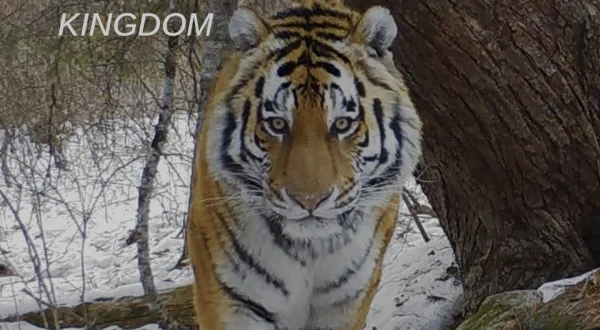 Amur Tiger: Secret Kingdom